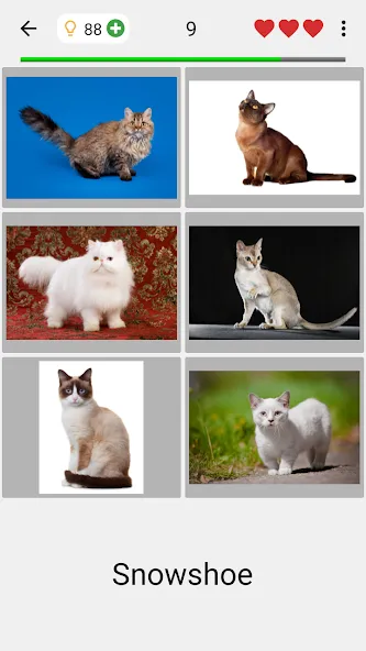 Cats Quiz Guess Popular Breeds [MOD: Mega Mod/Меню] - Скриншот 2