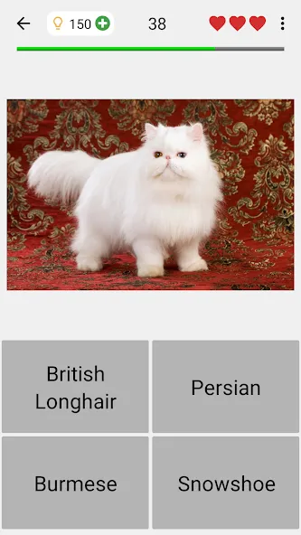 Cats Quiz Guess Popular Breeds [MOD: Mega Mod/Меню] - Скриншот 4
