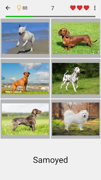 Dogs Quiz — Guess All Breeds! [MOD: Все открыто] - Скриншот 1