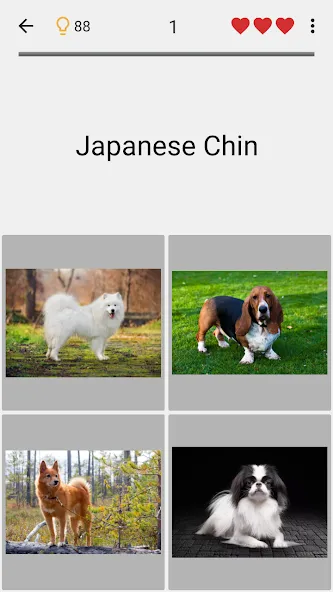 Dogs Quiz — Guess All Breeds! [MOD: Все открыто] - Скриншот 4