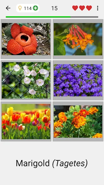 Flowers Quiz — Identify Plants [MOD: Разблокировано] - Скриншот 2
