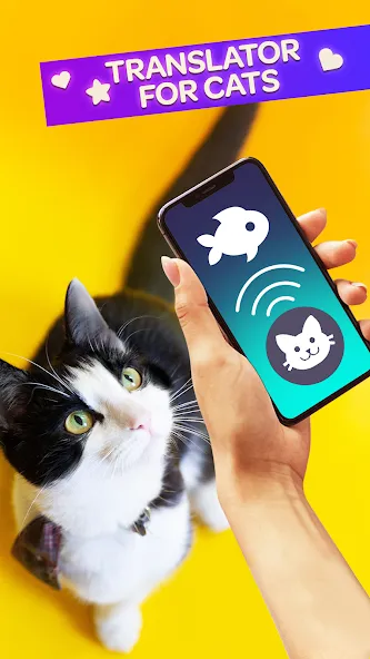 Cat Translator Pet Talk Meow [MOD: Все разблокировано] - Скриншот 1